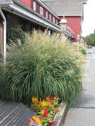 eulalia grass 1.jpg