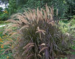 eulalia grass 2.jpg