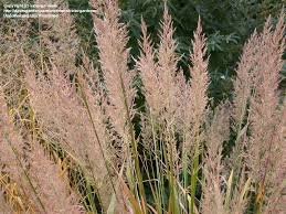 reeds grass 1.jpg