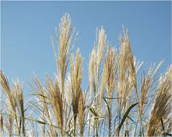 reeds grass 2.jpg