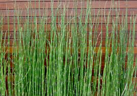 Reeds grass.jpg