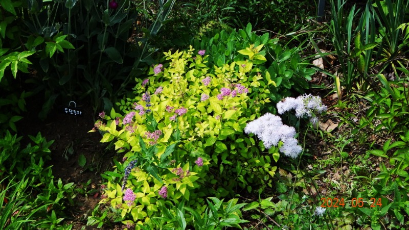 ²Ù¹Ì±â_DSC05469.JPG