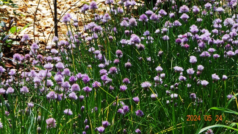 ²Ù¹Ì±â_DSC05484.JPG