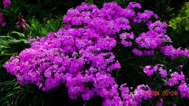 ²Ù¹Ì±â_DSC05490.JPG
