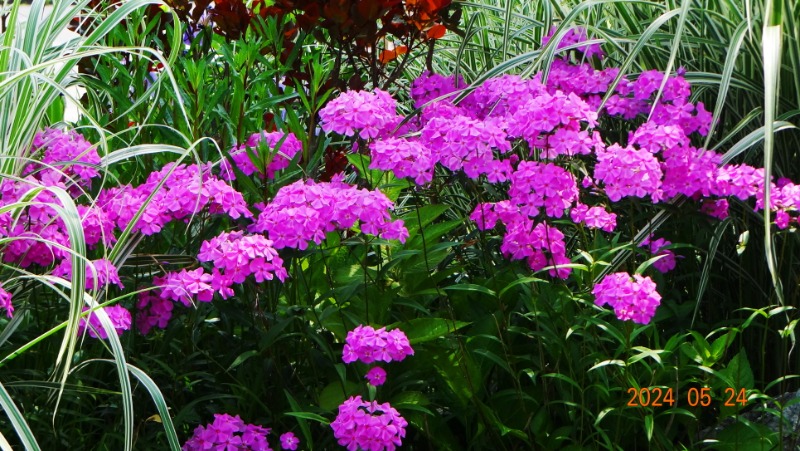 ²Ù¹Ì±â_DSC05492.JPG