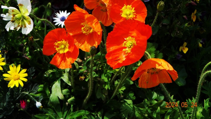 ²Ù¹Ì±â_DSC05495.JPG
