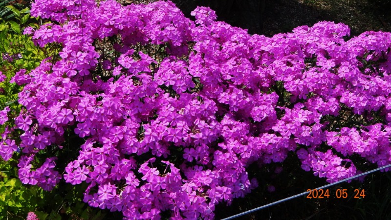 ²Ù¹Ì±â_DSC05496.JPG