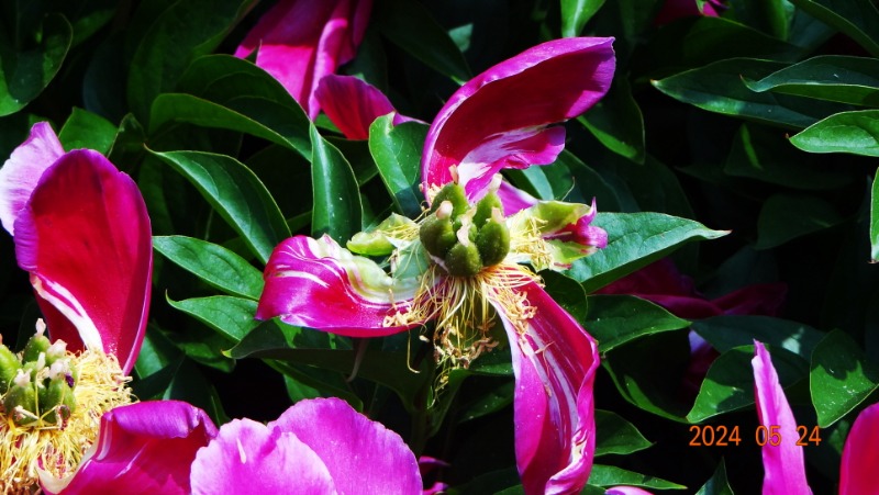 ²Ù¹Ì±â_DSC05498.JPG