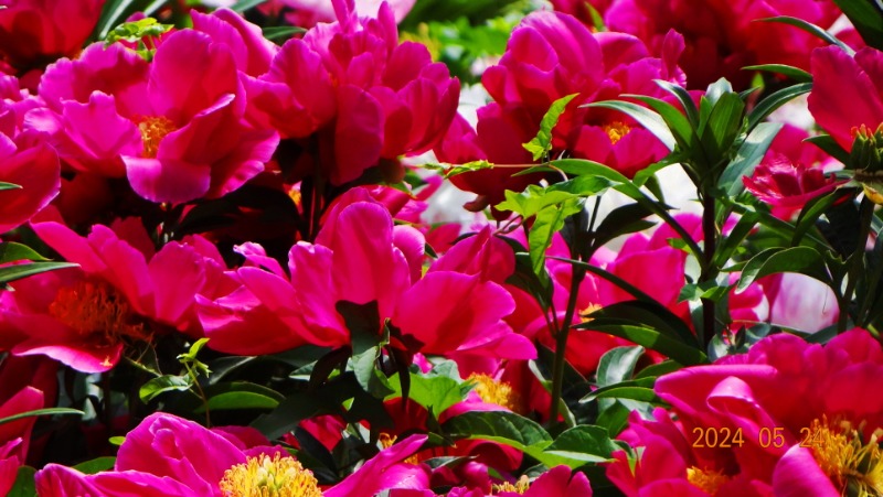 ²Ù¹Ì±â_DSC05500.JPG
