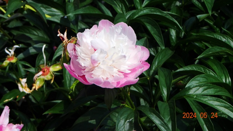 ²Ù¹Ì±â_DSC05504.JPG