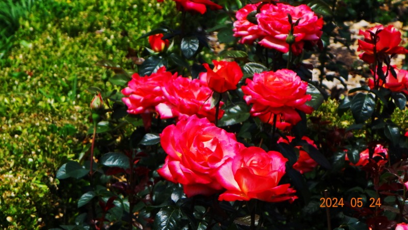 ²Ù¹Ì±â_DSC05512.JPG