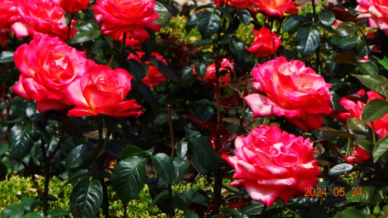 ²Ù¹Ì±â_DSC05511.JPG