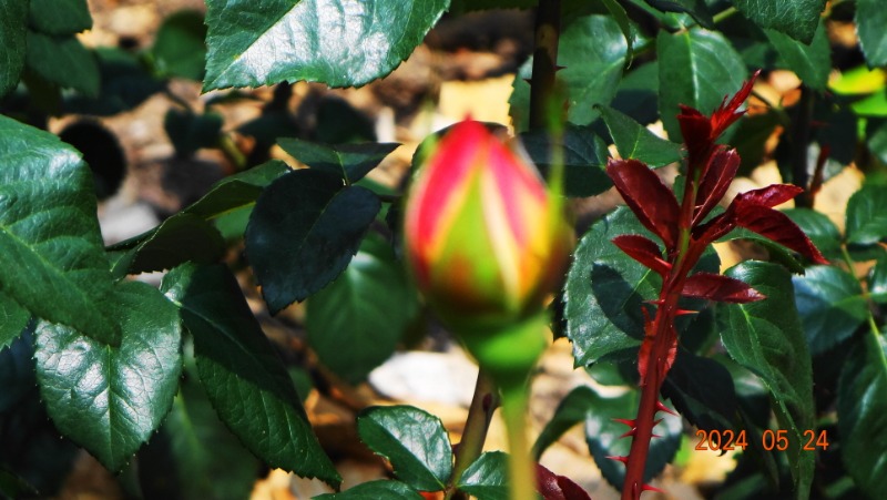 ²Ù¹Ì±â_DSC05513.JPG