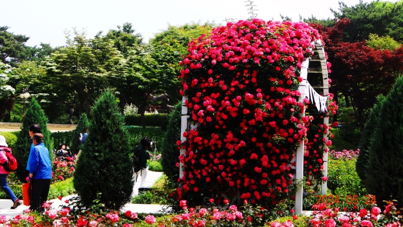 ²Ù¹Ì±â_DSC05519.JPG