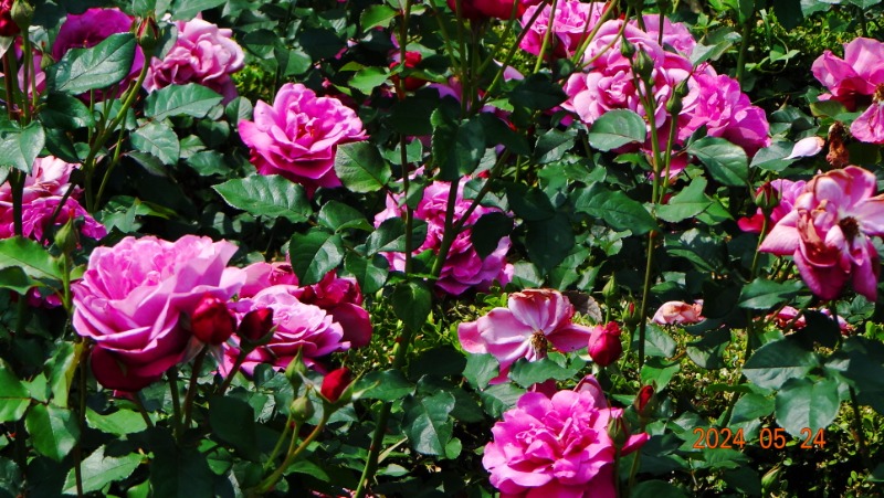 ²Ù¹Ì±â_DSC05515.JPG
