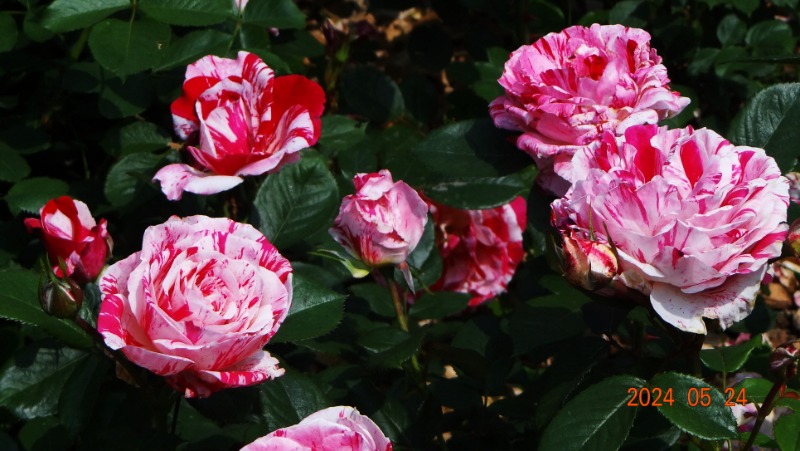 ²Ù¹Ì±â_DSC05522.JPG