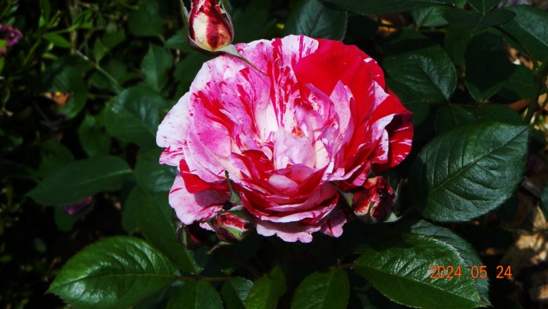 ²Ù¹Ì±â_DSC05521.JPG