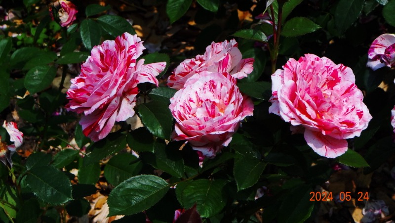 ²Ù¹Ì±â_DSC05523.JPG