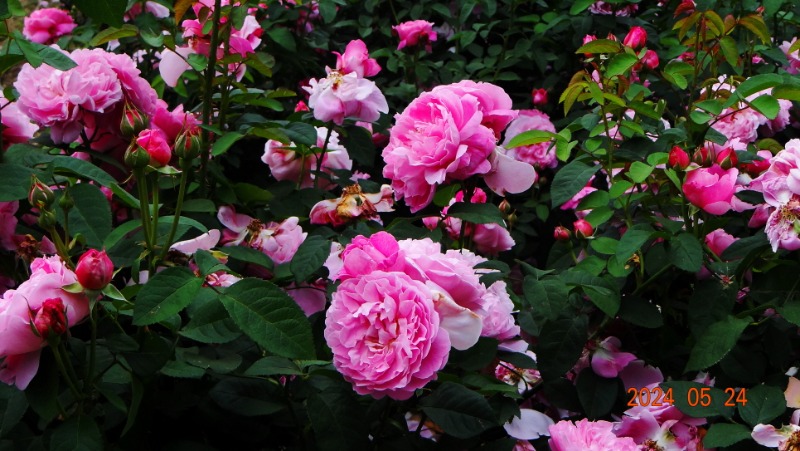 ²Ù¹Ì±â_DSC05529.JPG