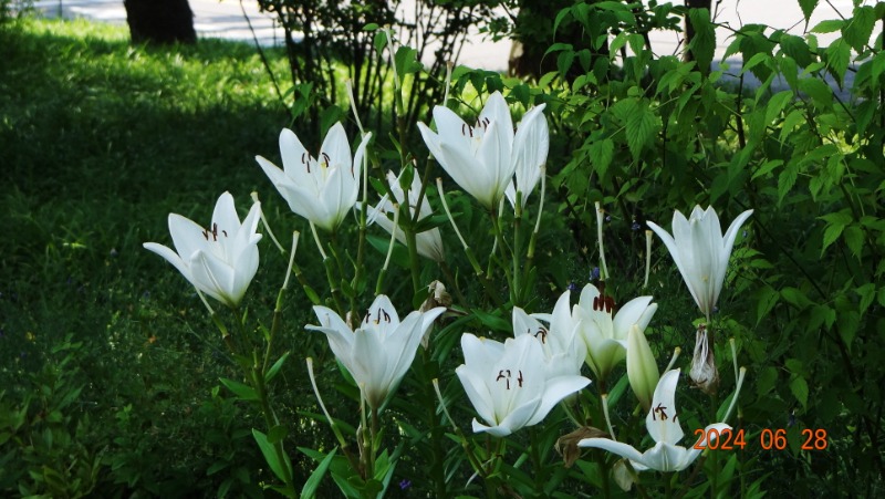ٹ̱_DSC05594.JPG