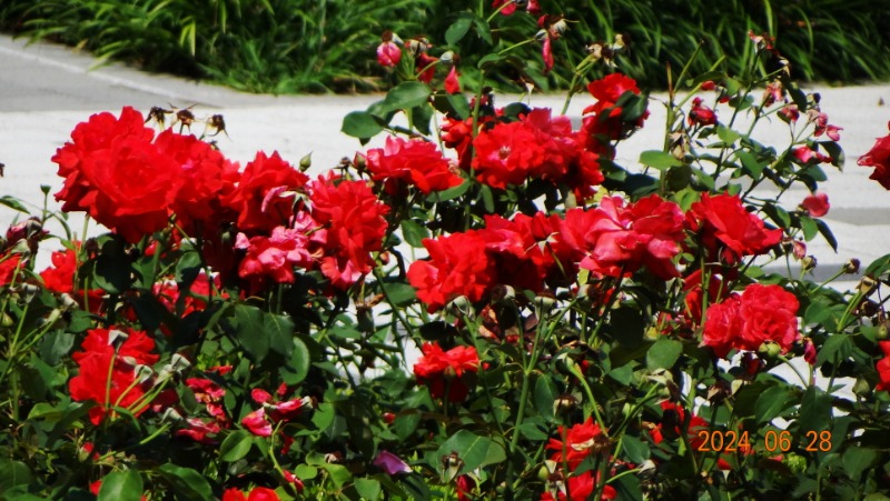 ٹ̱_DSC05603.JPG