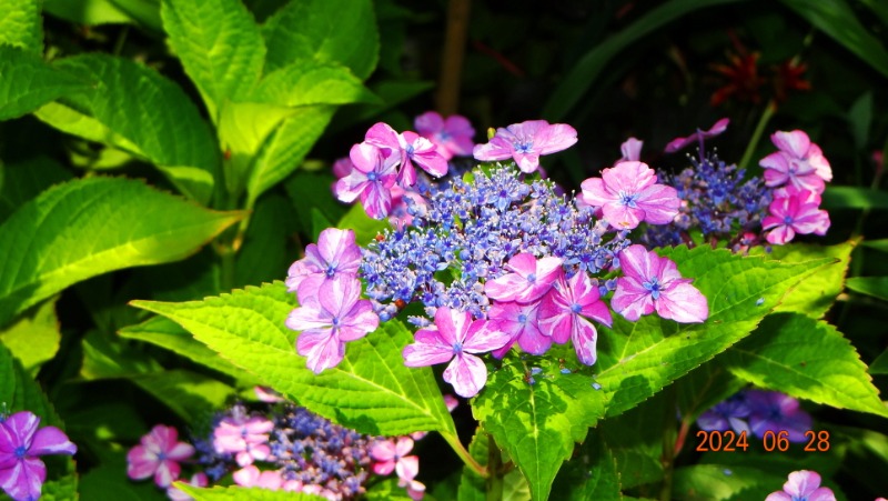ٹ̱_DSC05622.JPG
