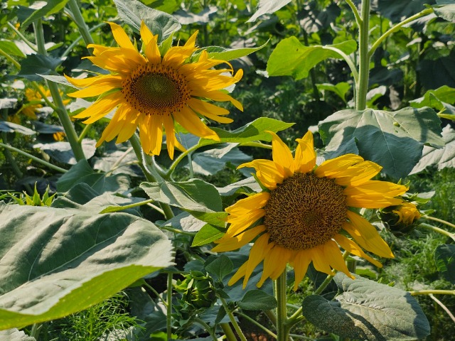 20240628_154916.jpg