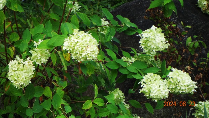 ٹ̱_DSC05701.JPG