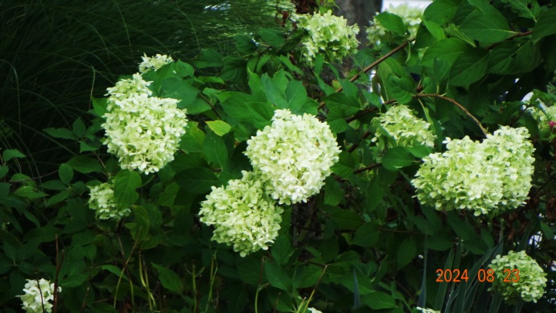 ٹ̱_DSC05702.JPG