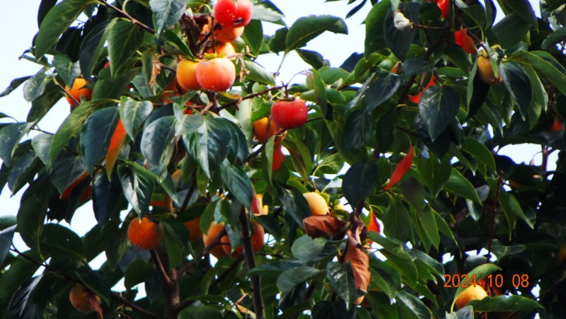 ²Ù¹Ì±â_DSC05732.JPG