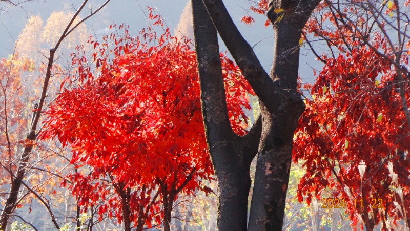 ٹ̱_DSC05897.JPG