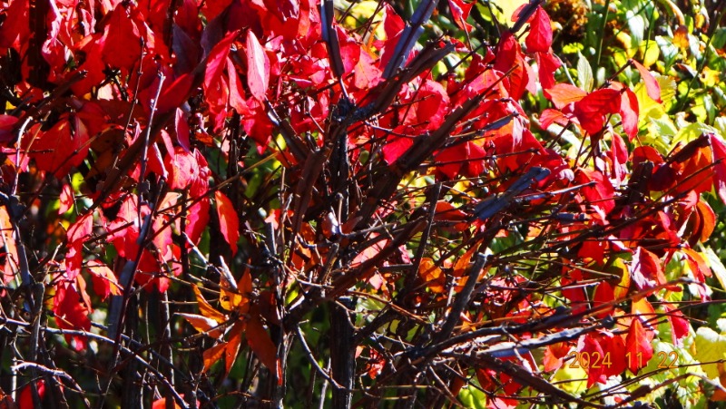 ٹ̱_DSC05901.JPG