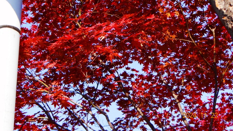 ٹ̱_DSC05904.JPG
