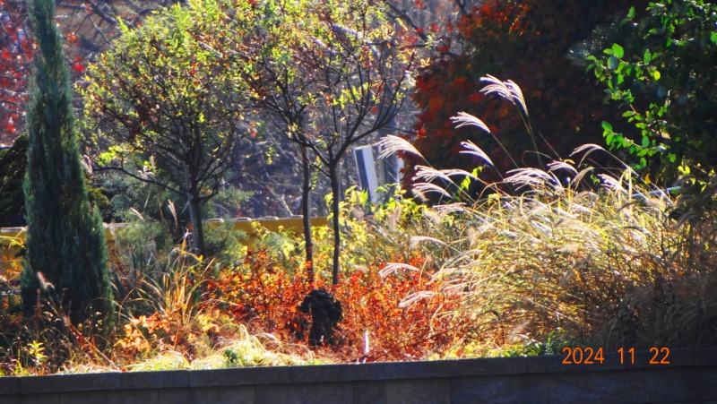 ٹ̱_DSC05907.JPG