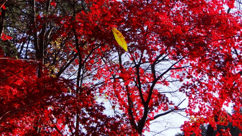 ٹ̱_DSC05939.JPG