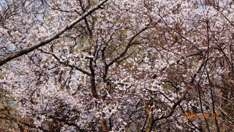 [ٹ̱]DSC06062.JPG