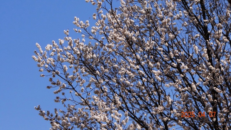[ٹ̱]DSC06064.JPG