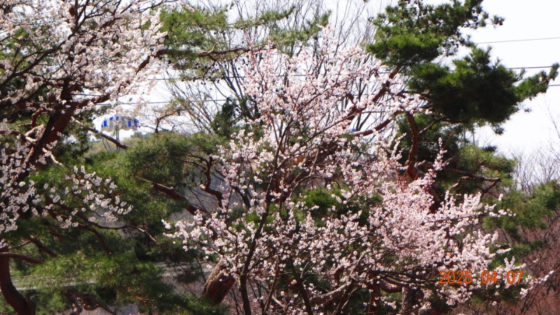 [ٹ̱]DSC06066.JPG