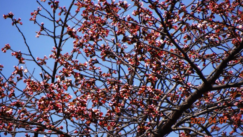 [ٹ̱]DSC06071.JPG