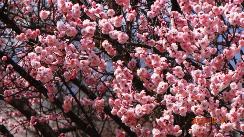 [ٹ̱]DSC06078.JPG