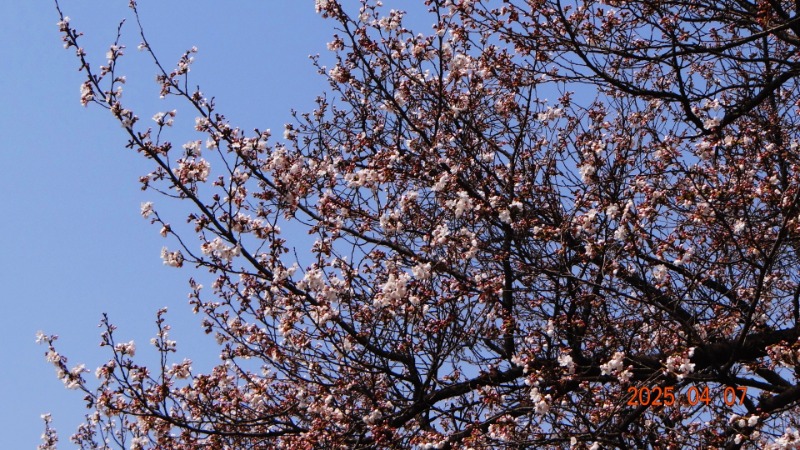 [ٹ̱]DSC06086.JPG