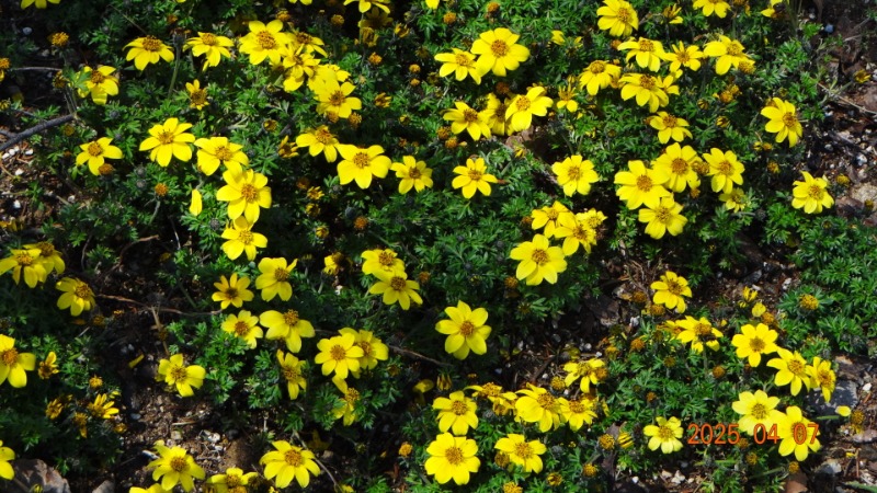 [ٹ̱]DSC06106.JPG