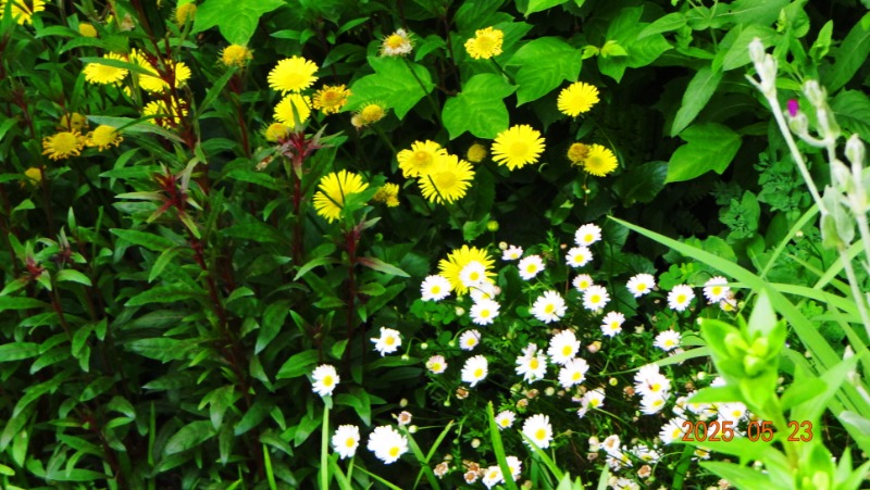 [ٹ̱]DSC06110.JPG