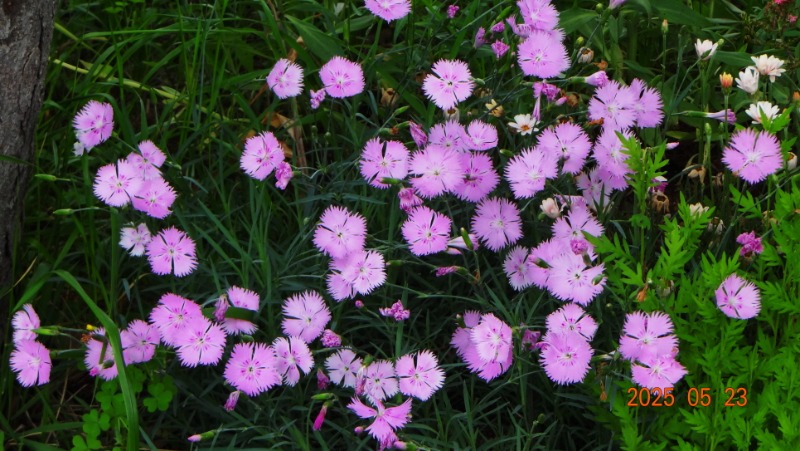 [ٹ̱]DSC06119.JPG