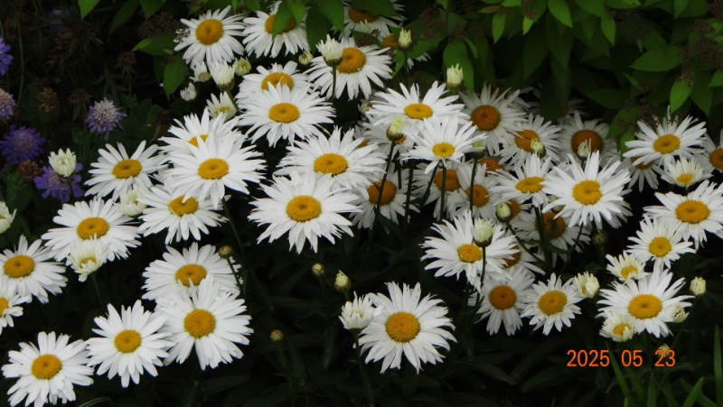[ٹ̱]DSC06118.JPG