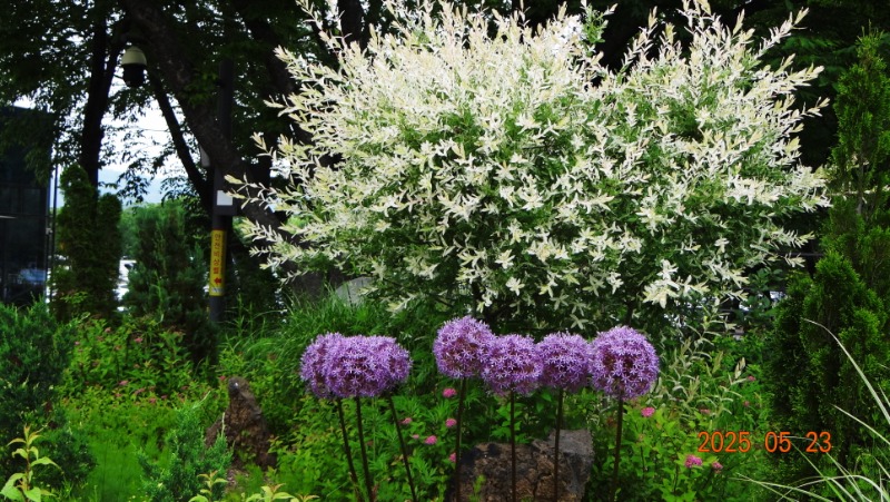 [ٹ̱]DSC06123.JPG