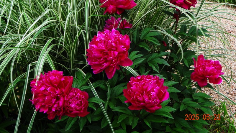 [ٹ̱]DSC06124.JPG