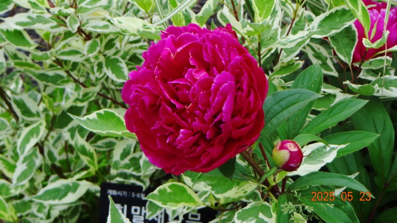 [ٹ̱]DSC06125.JPG