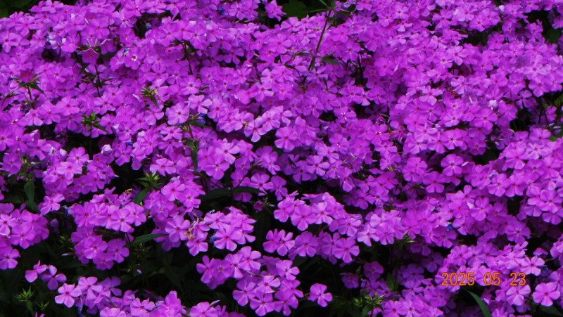 [ٹ̱]DSC06127.JPG