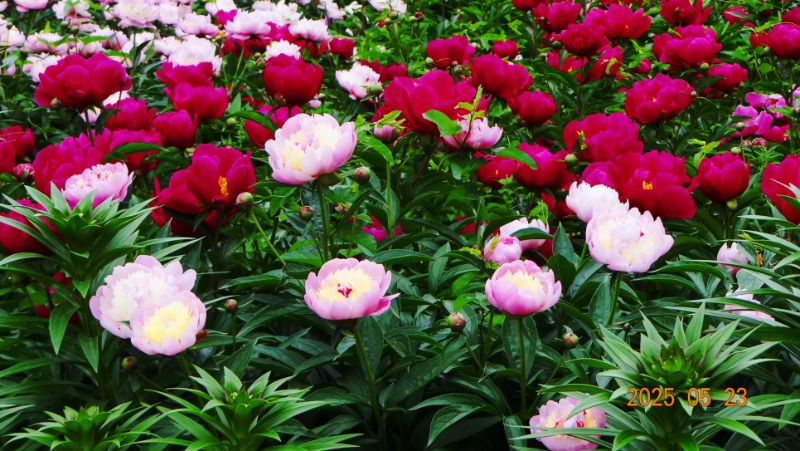 [ٹ̱]DSC06129.JPG